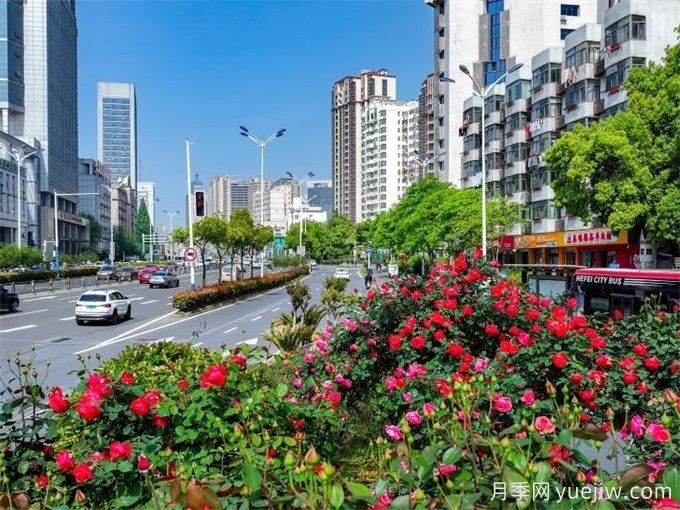 合肥樹狀月季大道，大朵月季扮靚城市風景(圖1)