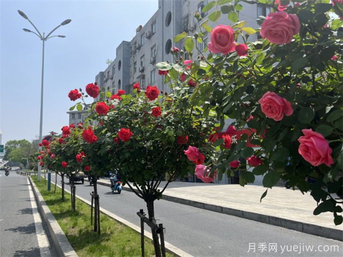 合肥樹狀月季大道，大朵月季扮靚城市風景(圖2)