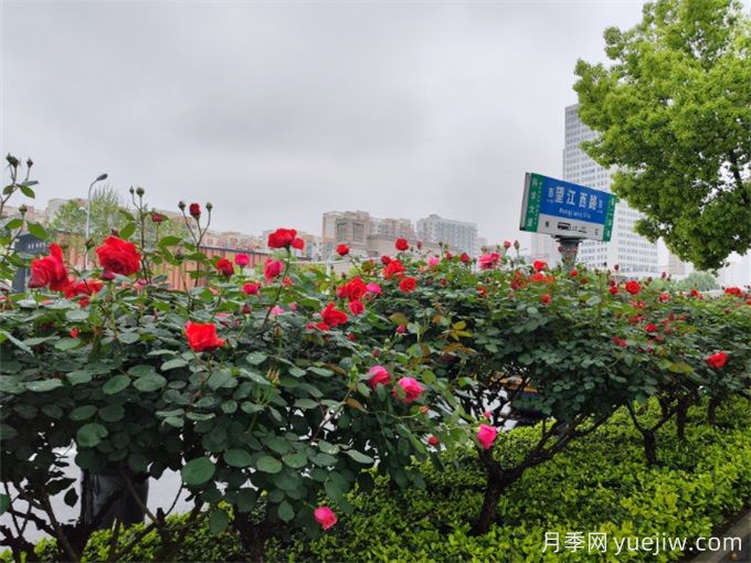 合肥樹狀月季大道，大朵月季扮靚城市風景(圖3)