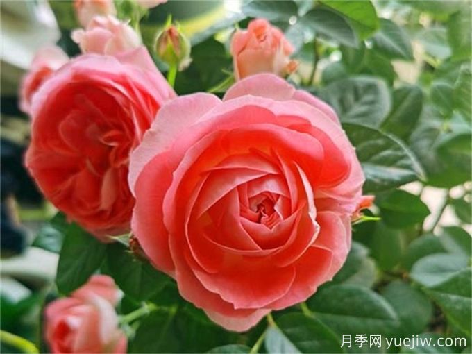 沒院子不能養(yǎng)月季花？小型月季照樣美爆陽臺(tái)！(圖2)