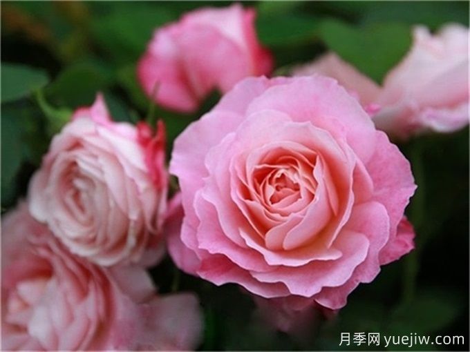 沒院子不能養(yǎng)月季花？小型月季照樣美爆陽臺(tái)！(圖4)