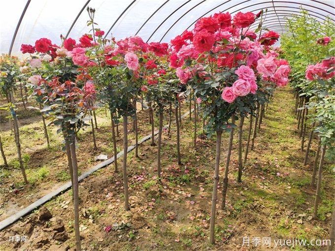 88個花卉基本知識點，必須收藏(圖3)