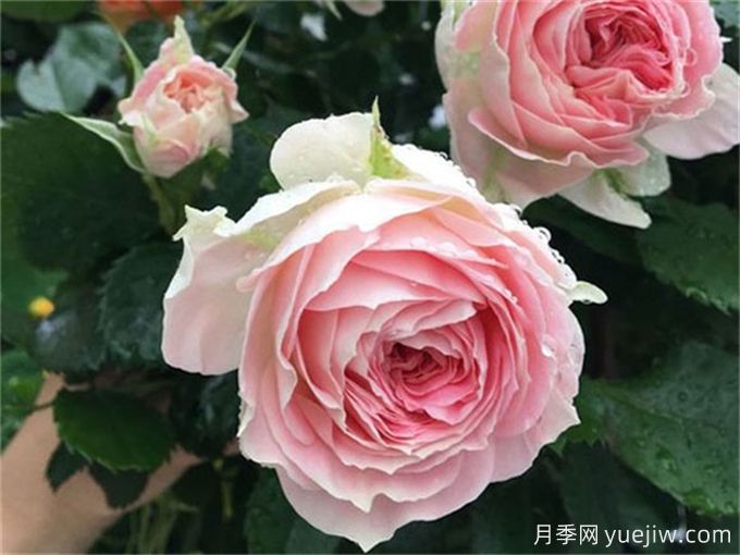 哪些月季花開花時(shí)間長？這5款月季品種花期超長(圖2)