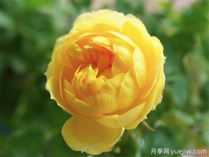 哪些月季花開花時(shí)間長？這5款月季品種花期超長(圖3)