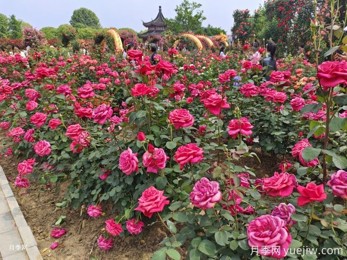 花園植物配置如何做？六個(gè)花園色彩搭配技巧(圖1)