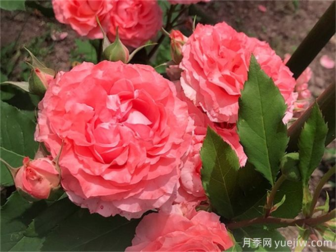 花店必備80種玫瑰花，開(kāi)始認(rèn)識(shí)多色切花月季(圖9)