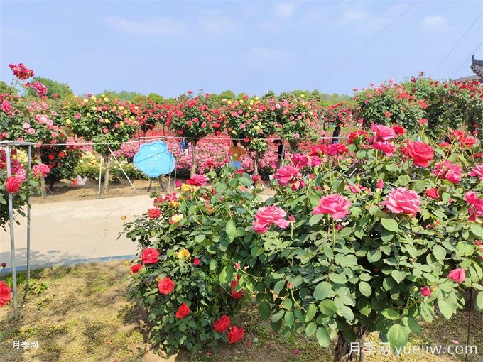 月季花園建造及藤本灌木月季應(yīng)用(圖2)