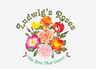 月季育種家：南非Ludwigs Roses(路德維希)(圖1)