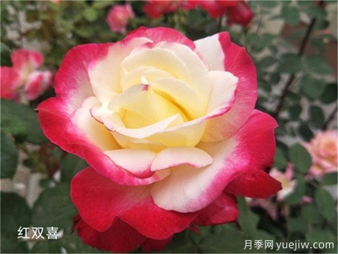 盤點(diǎn)10個***香的月季花品種(圖1)