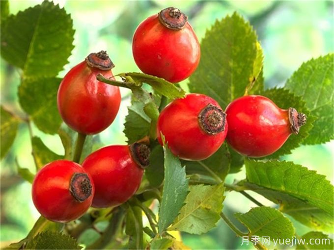 月季花種子怎么種？月季種植方法和時間(圖1)