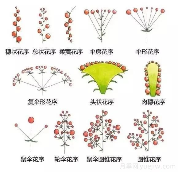 花的形態(tài)術(shù)語(圖2)