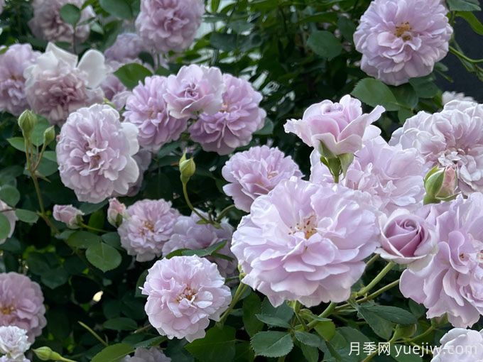 藍(lán)色陰雨月季，花量大、長勢快、花色清新(圖1)