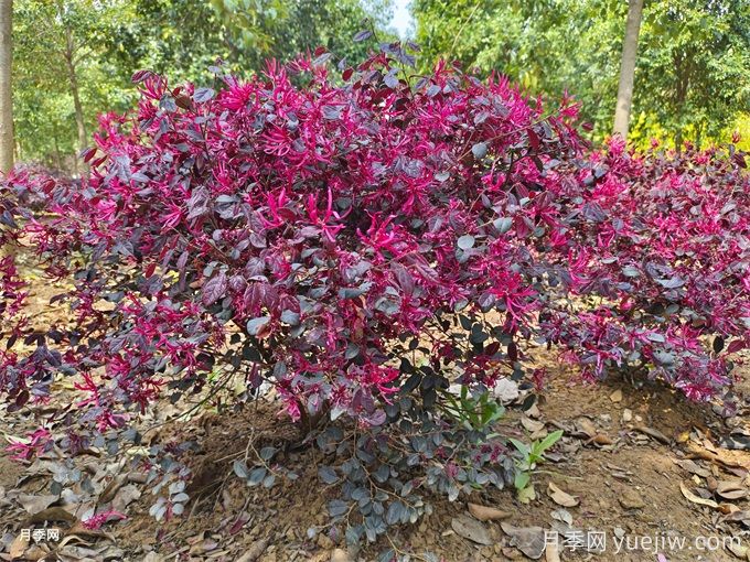 紅花檵木介紹和習性(圖1)