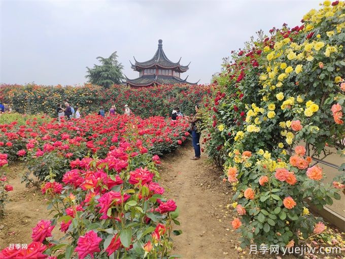 古建園林的特點和常見植物品種配置(圖1)