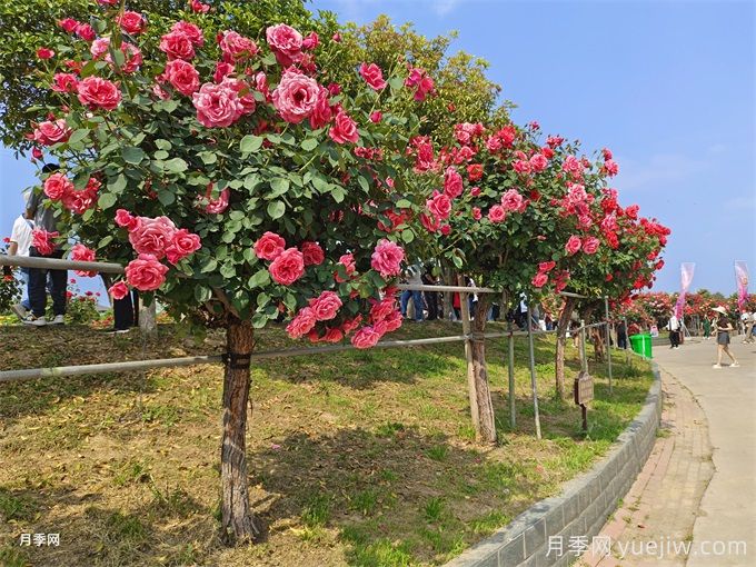 古建園林的特點和常見植物品種配置(圖2)