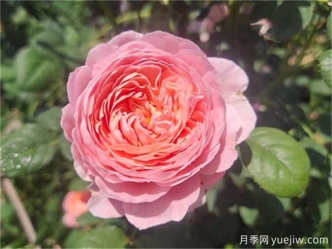 花期超長的3個月季花，你一定會愛上它們(圖1)