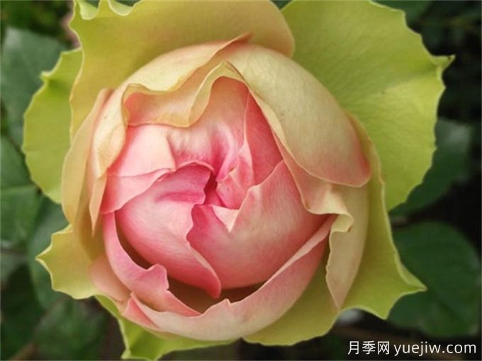 4種花期超長(zhǎng)的月季花，養(yǎng)一盆長(zhǎng)期有花賞(圖2)