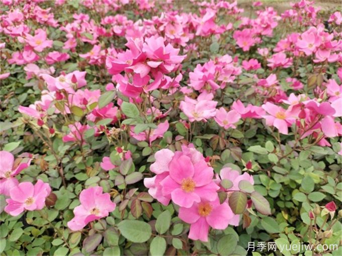 廣東花園多年生花境植物搭配低維護(hù)(圖1)