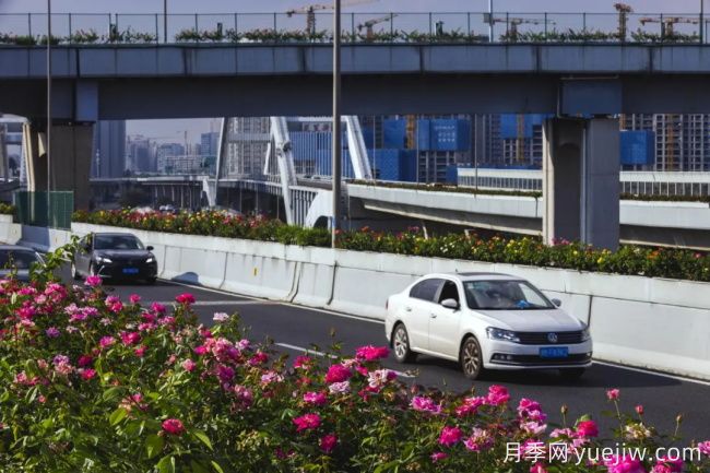 浙江寧波10月“一路生花”的高架月季又開了(圖3)