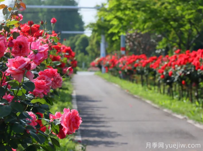 宜昌市董市鎮(zhèn)，月季綻放月季小鎮(zhèn)(圖3)