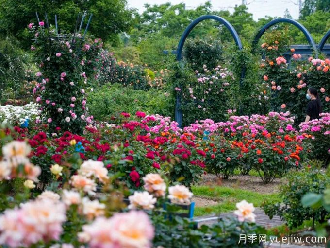 月季名園：寧波植物園月季園(圖3)