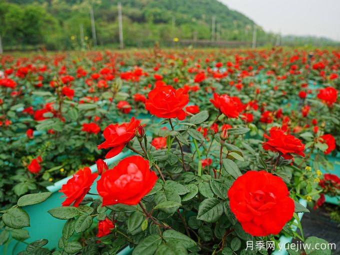 深紅花房月季(圖1)