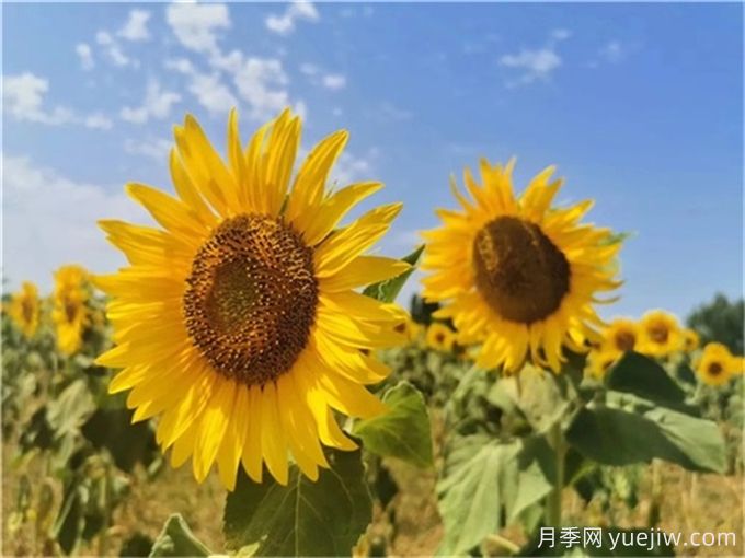 夏天10大美花，必須得有月季花(圖2)