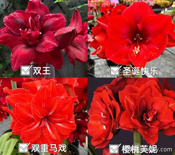 ?紅橙粉白，四大色系朱頂紅品種盤點(diǎn)(圖1)