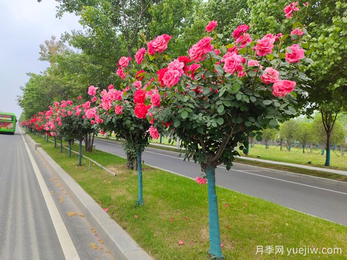 愛上一棵會開花的樹：樹狀月季(圖2)