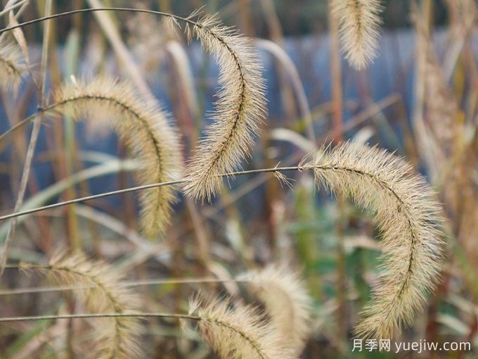 植物科普：狗尾巴草(圖1)