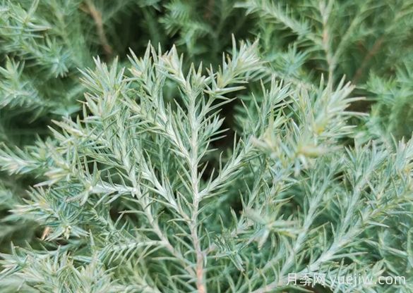 植物介紹：刺柏(圖1)