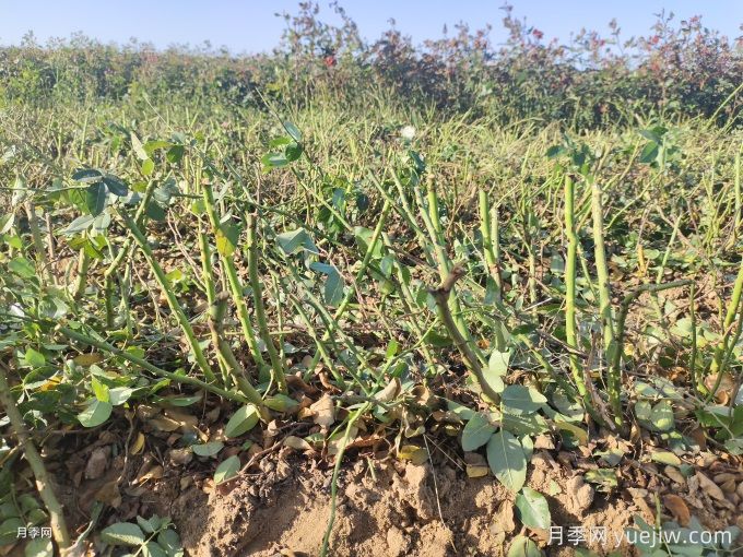 月季裸根苗種植時(shí)間？盆栽和地栽種植方法(圖1)