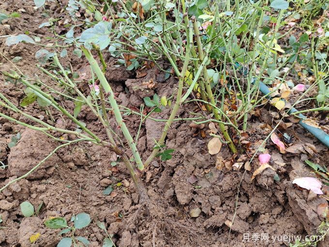 月季裸根苗種植時(shí)間？盆栽和地栽種植方法(圖3)