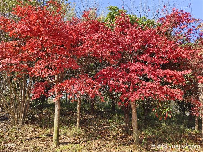 北方秋彩葉喬木精選(圖1)