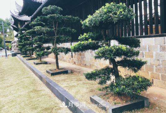 羅漢松成為院子中的香餑餑，好看又吉祥(圖1)