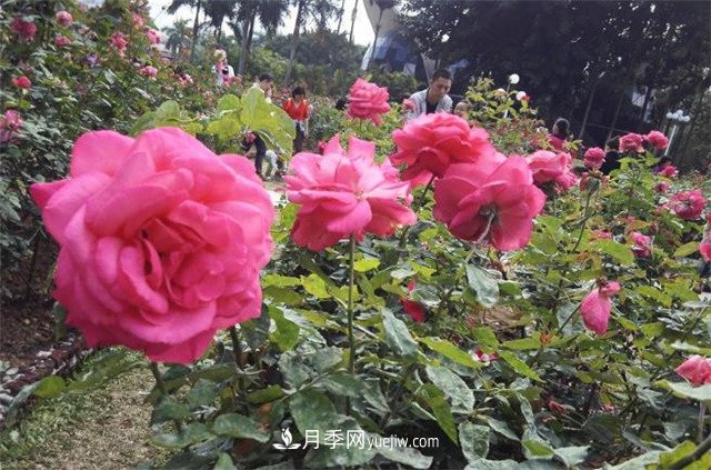 好多年沒(méi)到深圳人民公園看月季花展了，不知今年如何(圖1)