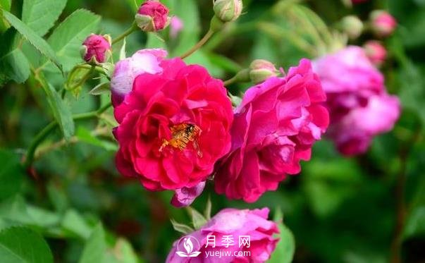 冬季該怎么修剪月季花？月季冬季修剪的要點(圖1)