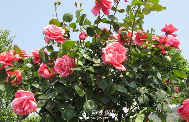 月季花的種植方法 月季花怎么養(yǎng)護(hù)(圖1)