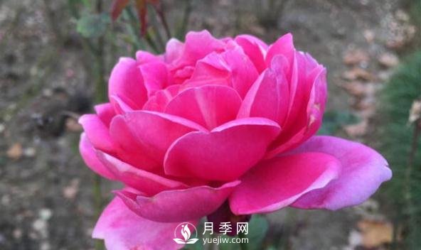 月季花如何舒蕾？(圖1)