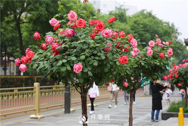 春季給月季花做好4項管理(圖1)