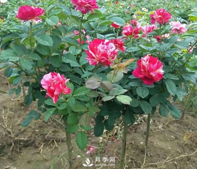 如何讓月季樹上花開三色？(圖1)