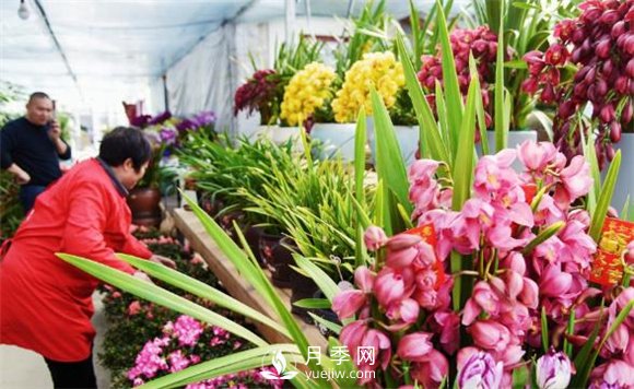 江蘇如皋：花卉市場積極備貨 鮮花爛漫俏迎春(圖1)