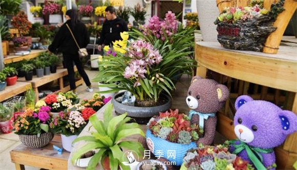 江蘇如皋：花卉市場積極備貨 鮮花爛漫俏迎春(圖2)