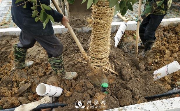 苗木栽植時應(yīng)做好根部的哪些護(hù)理？(圖1)