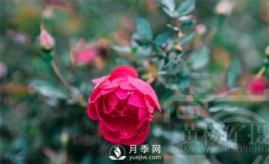 紅艷嬌美的月季花，四季常開，絢麗的花朵非常美(圖1)