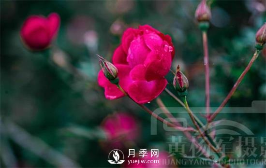 紅艷嬌美的月季花，四季常開，絢麗的花朵非常美(圖2)