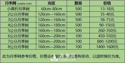 3-4公分月季樹報價，3-4公分高桿月季報價！(圖3)