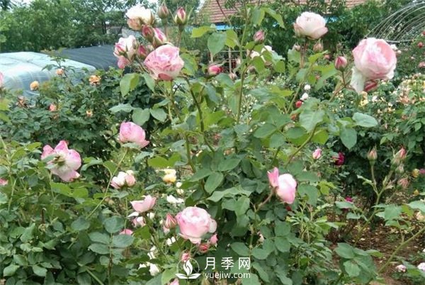 花友都喜歡的月季品種，龍沙寶石，適合做月季花門(圖1)