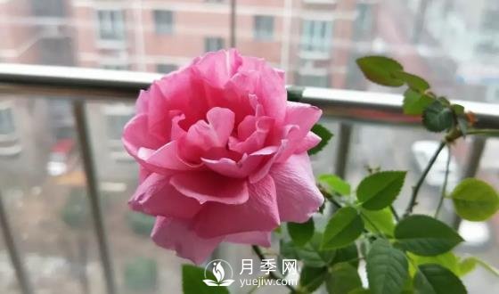 一年開三季的月季花，裝扮我的陽(yáng)臺(tái)(圖3)