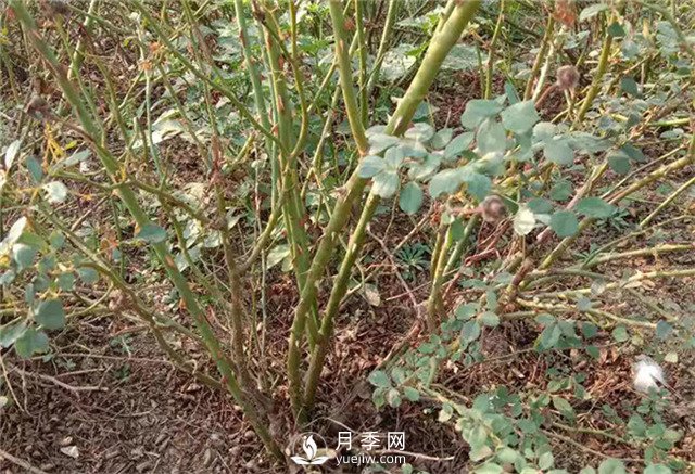 月季苗價格多少一棵？南陽月季種植基地報價(圖3)